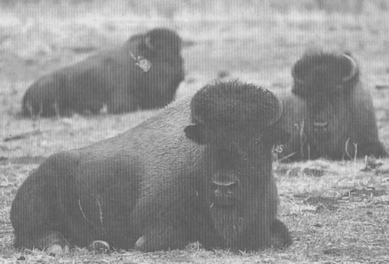 A few female bison relax at the Star B Ranch in Ramona.  They are part of the ranch's 50 head of buffalo and part of the $1 million local buffalo breeding and meat production industry.