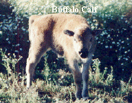 Buffalo Calf.jpg (222518 bytes)