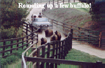 rounding up buffalo.jpg (237122 bytes)